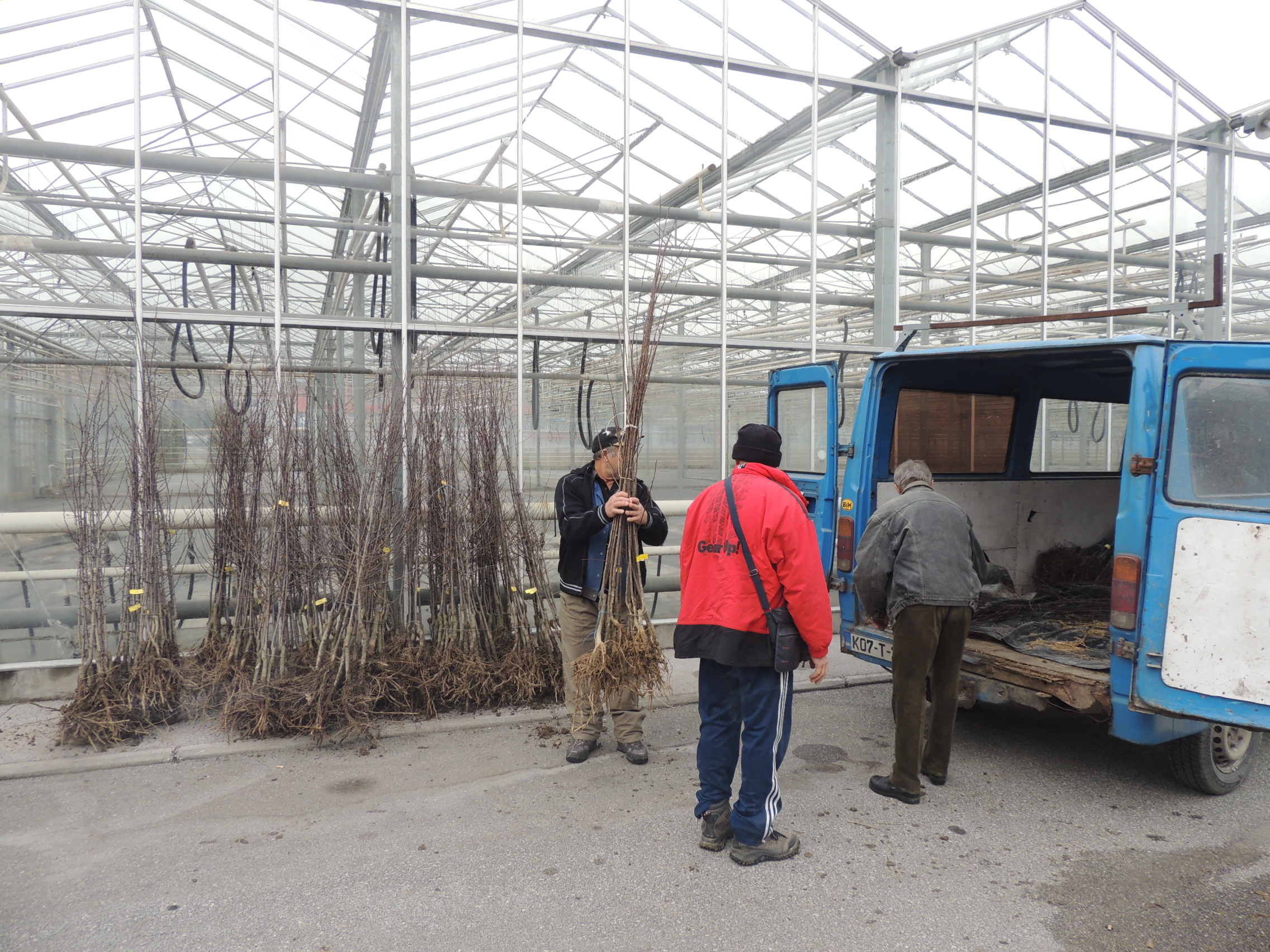 Dodjela sadnica oraha i šljive za podizanje voćnjaka visokostablašica na području grada Tuzla