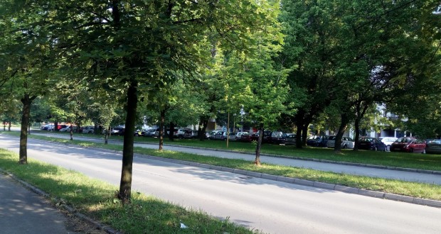 Grad Tuzla oformio radni tim za kontrolu i procjenu stanja drveća u gradu Tuzli
