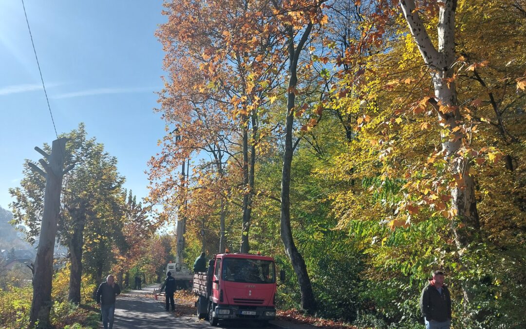 U toku jesenje orezivanje drveća i uređenje drvoreda u Tuzli
