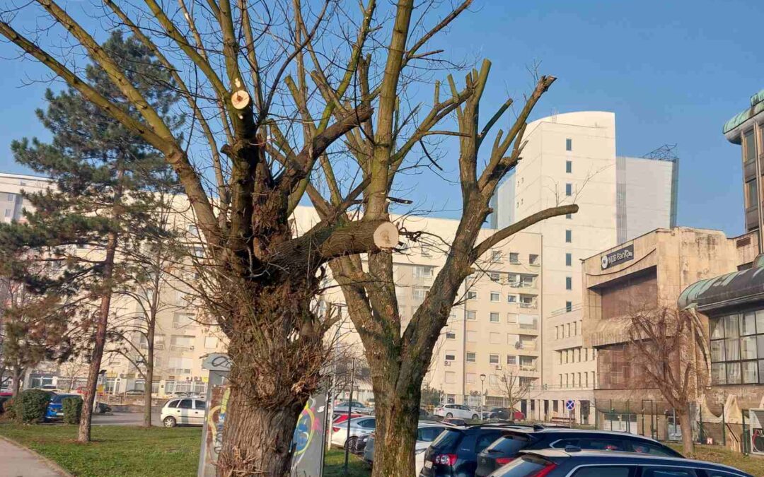 Nastavljaju se radovi na orezivanju i uređenju drvoreda u Tuzli