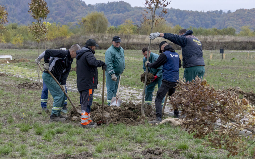 Započela sadnja 205 stabala na Gradskom groblju „Drežnik“